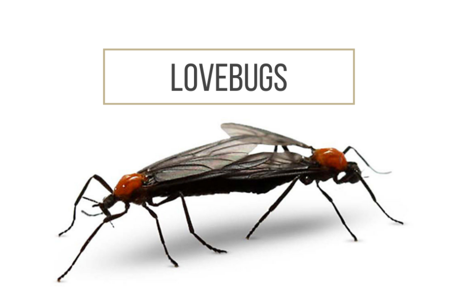 Lovebugs